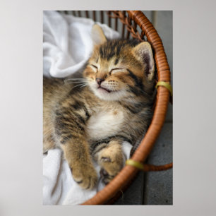 Kutest Baby Animals Cute Tabby Cat Slaping Poster
