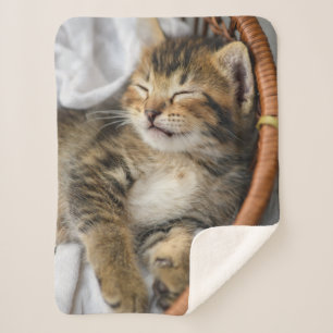 Kutest Baby Animals   Cute Tabby Cat Slaping Sherpa Deken