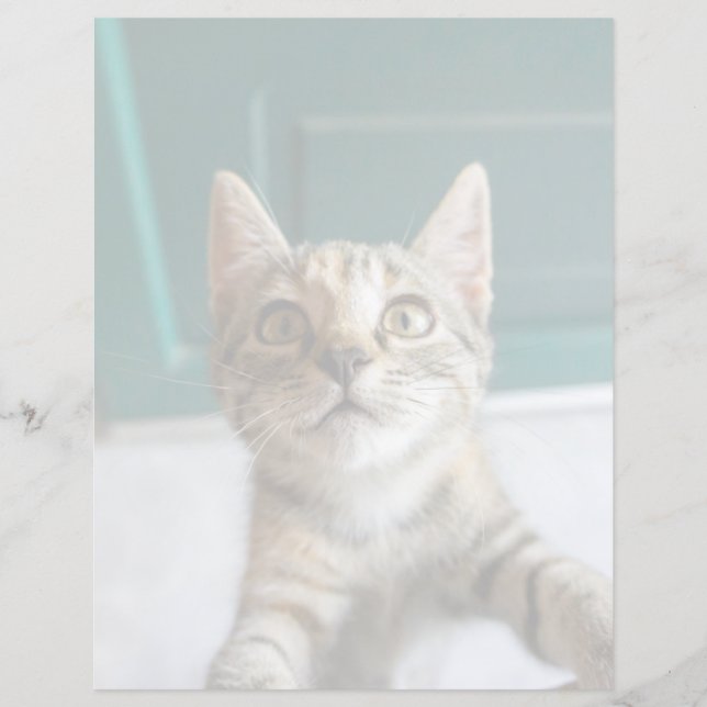 Kutest Baby Animals | Cute Tabby Kitten (Voorkant)
