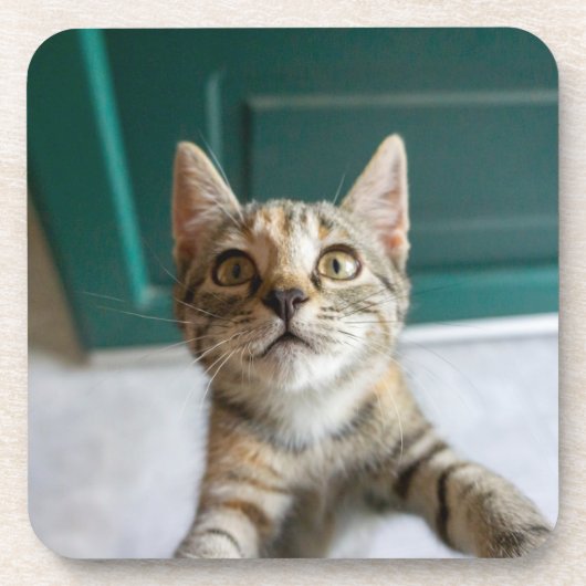 Kutest Baby Animals | Cute Tabby Kitten Bier Onderzetter (Voorkant)