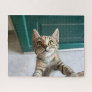 Kutest Baby Animals Cute Tabby Kitten Legpuzzel