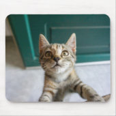 Kutest Baby Animals | Cute Tabby Kitten Muismat (Voorkant)