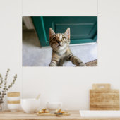 Kutest Baby Animals | Cute Tabby Kitten Poster (Keuken)