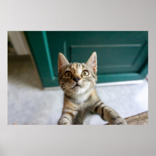 Kutest Baby Animals   Cute Tabby Kitten Poster