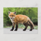 Kutest Baby Animals | Cutey Fox Briefkaart (Voorkant)