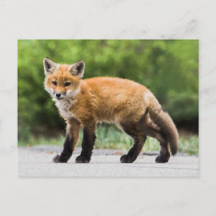 Kutest Baby Animals   Cutey Fox Briefkaart