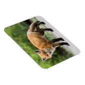 Kutest Baby Animals | Cutey Fox Magneet (Rechterzijde)