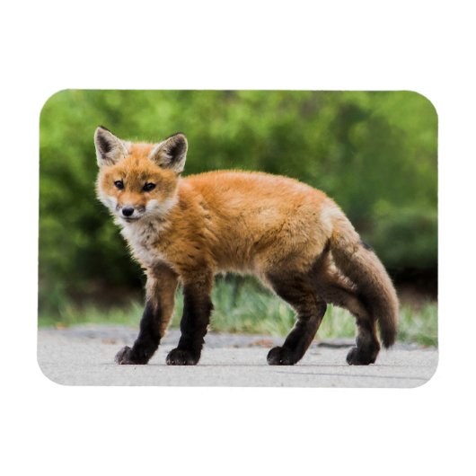 Kutest Baby Animals | Cutey Fox Magneet (Horizontaal)