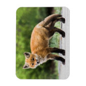 Kutest Baby Animals | Cutey Fox Magneet (Verticaal)
