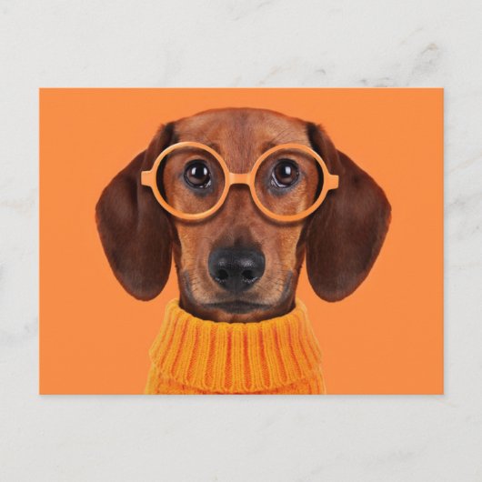 Kutest Baby Animals | Dachshund Oranje Sweater Briefkaart (Voorkant)