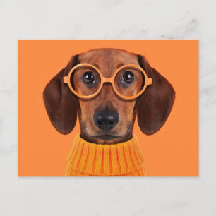 Kutest Baby Animals   Dachshund Oranje Sweater Briefkaart