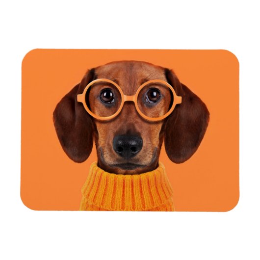 Kutest Baby Animals | Dachshund Oranje Sweater Magneet (Horizontaal)