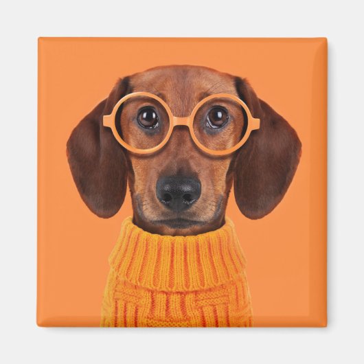 Kutest Baby Animals | Dachshund Oranje Sweater Magneet (Voorkant)