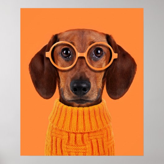 Kutest Baby Animals | Dachshund Oranje Sweater Poster (Voorkant)