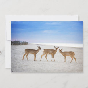Kutest Baby Animals   Deer bij de strand Bedankkaart