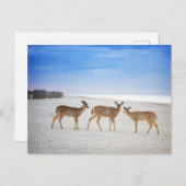 Kutest Baby Animals | Deer bij de strand Briefkaart (Voorkant / Achterkant)