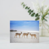 Kutest Baby Animals | Deer bij de strand Briefkaart (Staand voorkant)