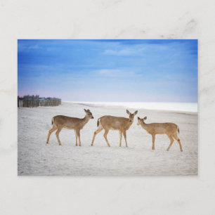 Kutest Baby Animals   Deer bij de strand Briefkaart