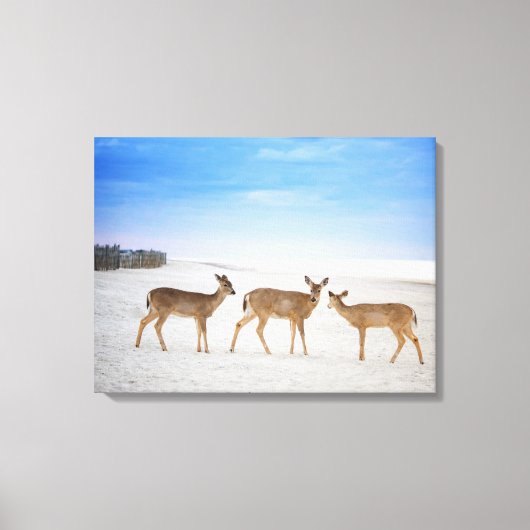 Kutest Baby Animals | Deer bij de strand Canvas Afdruk (Voorkant)
