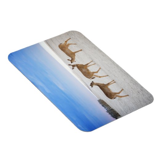 Kutest Baby Animals | Deer bij de strand Magneet (Rechterzijde)