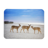 Kutest Baby Animals | Deer bij de strand Magneet (Horizontaal)