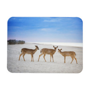 Kutest Baby Animals   Deer bij de strand Magneet