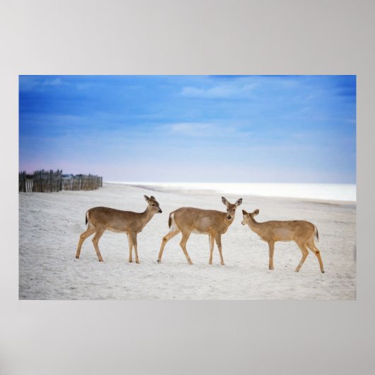 Kutest Baby Animals | Deer bij de strand Poster (Voorkant)