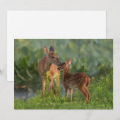 Kutest Baby Animals | Deer en Baby Bedankkaart (Voorkant / Achterkant)