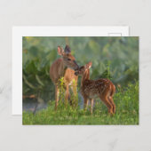 Kutest Baby Animals | Deer en Baby Briefkaart (Voorkant / Achterkant)