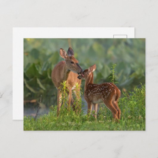 Kutest Baby Animals | Deer en Baby Briefkaart (Voorkant / Achterkant)