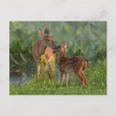 Kutest Baby Animals | Deer en Baby Briefkaart (Voorkant)