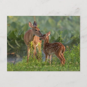 Kutest Baby Animals   Deer en Baby Briefkaart
