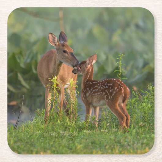 Kutest Baby Animals | Deer en Baby Kartonnen Onderzetters (Voorkant)