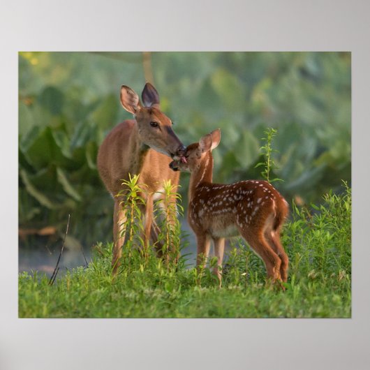 Kutest Baby Animals | Deer en Baby Poster (Voorkant)