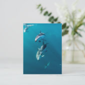 Kutest Baby Animals | Dolfijnenfamilie Briefkaart (Staand voorkant)