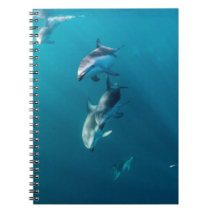 Kutest Baby Animals   Dolfijnenfamilie Notitieboek