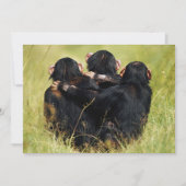 Kutest Baby Animals | Drie Chimpansees Hugging Bedankkaart (Voorkant)