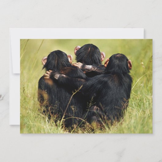 Kutest Baby Animals | Drie Chimpansees Hugging Bedankkaart (Voorkant)