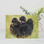 Kutest Baby Animals | Drie Chimpansees Hugging Bedankkaart (Staand voorkant)