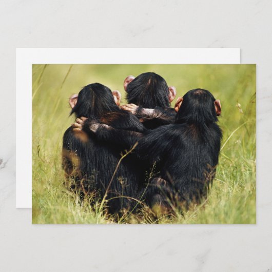 Kutest Baby Animals | Drie Chimpansees Hugging Bedankkaart (Voorkant / Achterkant)