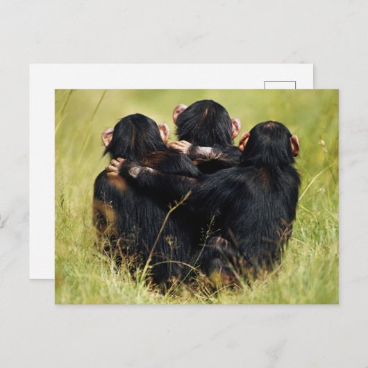 Kutest Baby Animals | Drie Chimpansees Hugging Briefkaart (Voorkant / Achterkant)