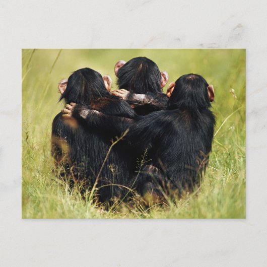 Kutest Baby Animals | Drie Chimpansees Hugging Briefkaart (Voorkant)