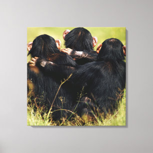 Kutest Baby Animals   Drie Chimpansees Hugging Canvas Afdruk