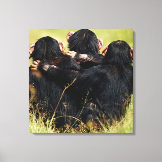 Kutest Baby Animals | Drie Chimpansees Hugging Canvas Afdruk (Voorkant)
