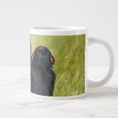 Kutest Baby Animals | Drie Chimpansees Hugging Grote Koffiekop (Rechts)