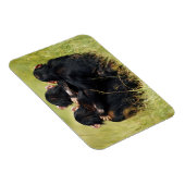 Kutest Baby Animals | Drie Chimpansees Hugging Magneet (Rechterzijde)