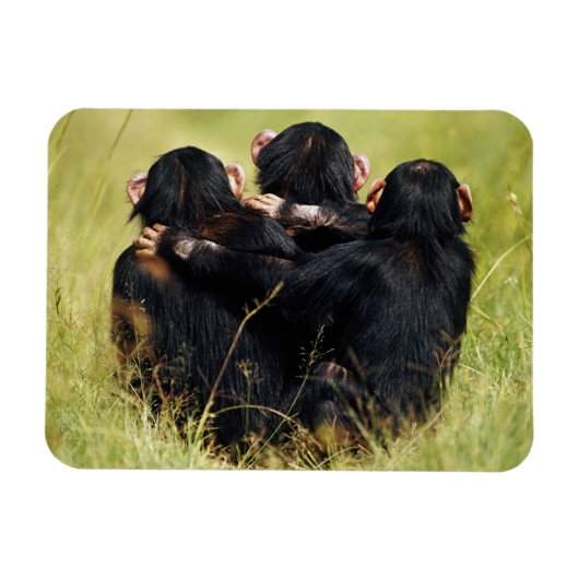 Kutest Baby Animals | Drie Chimpansees Hugging Magneet (Horizontaal)