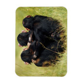 Kutest Baby Animals | Drie Chimpansees Hugging Magneet (Verticaal)