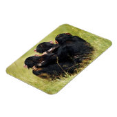 Kutest Baby Animals | Drie Chimpansees Hugging Magneet (Linkerzijde)