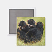 Kutest Baby Animals | Drie Chimpansees Hugging Magneet (Voorkant / Achterkant)